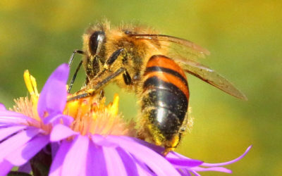 Узнайте, как пчеловодство может помочь сблизить вашу общину!