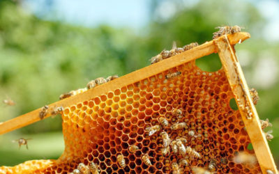 Раскройте свой творческий потенциал: узнайте, как сделать красивые поделки из пчелиного воска и других природных материалов!