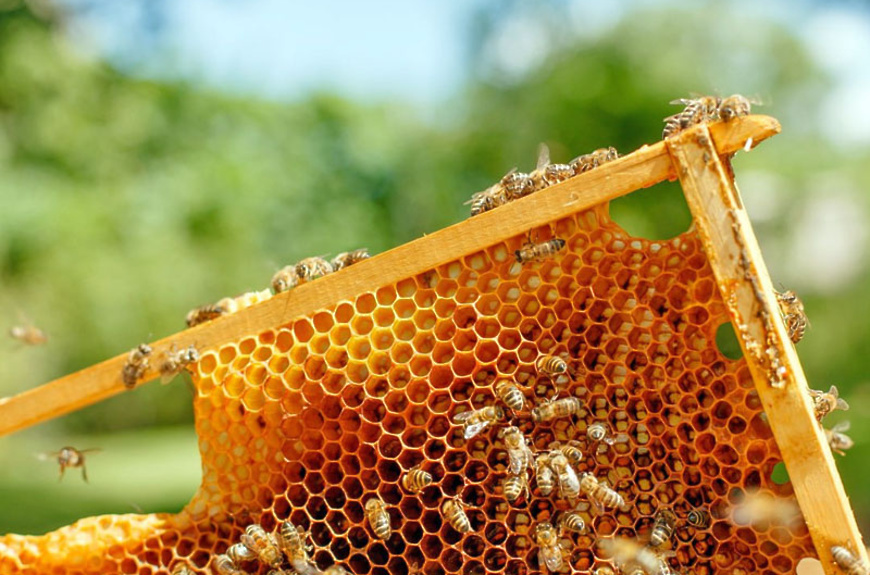 Раскройте свой творческий потенциал: узнайте, как сделать красивые поделки из пчелиного воска и других природных материалов!