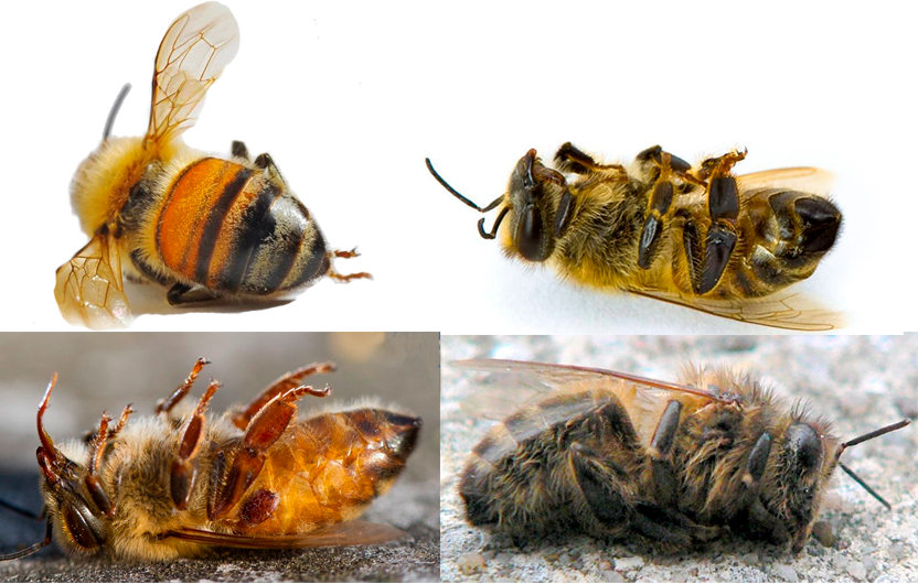 Болезнь пчёл хронический паралич