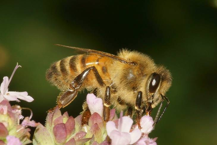 Пчёлы и общество