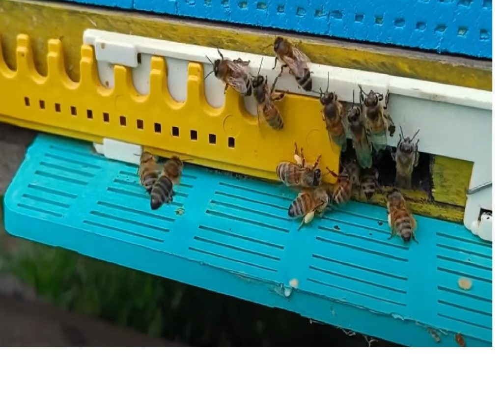 Пчёлы сидят на летке улья
