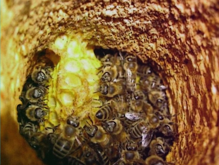 Пчелиный клуб