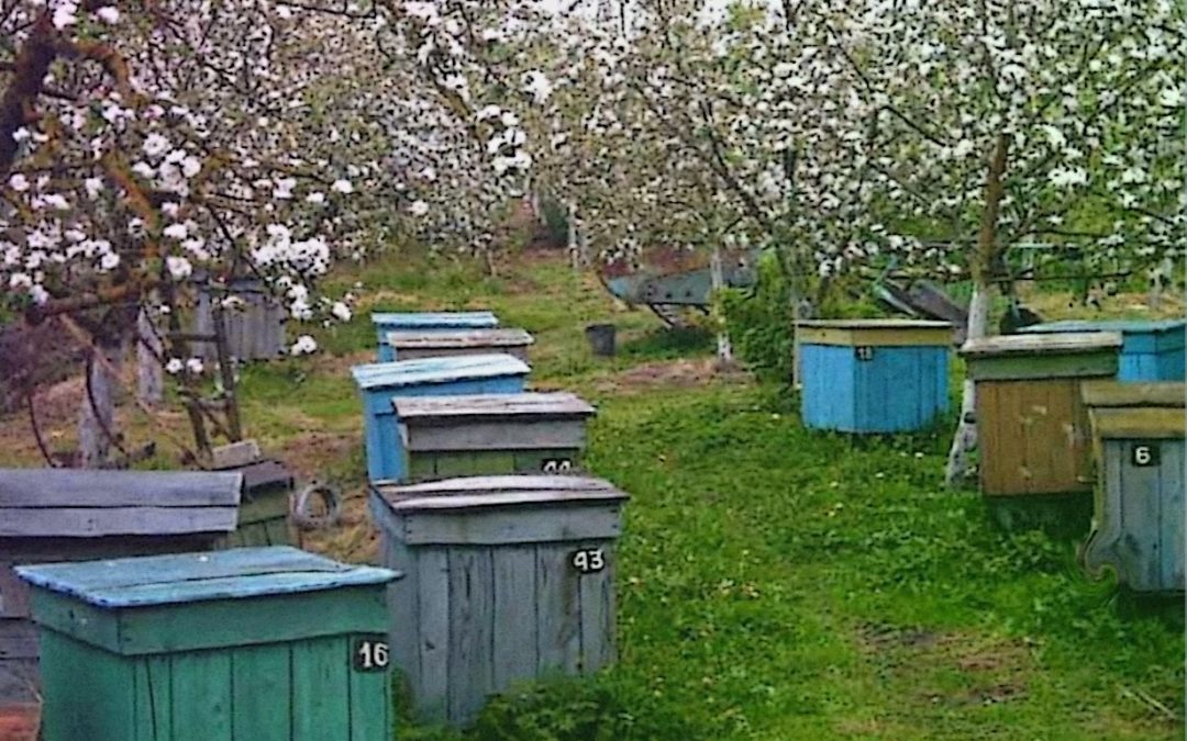 Как содержать пчел дома в саду