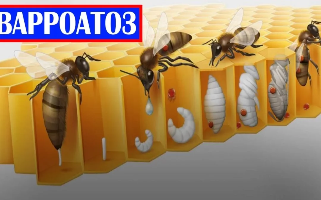 Как спасти пчел от клеща-убийцы: все, что нужно знать о варроатозе.