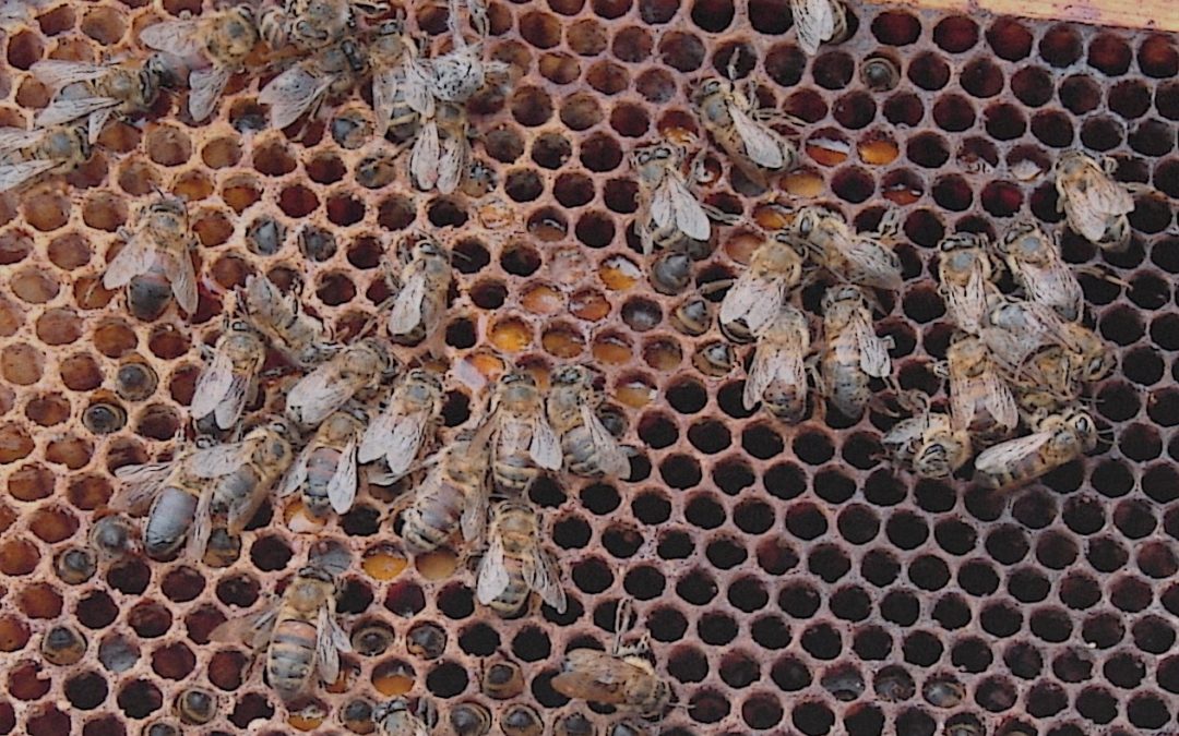 Нозематоз у пчел.