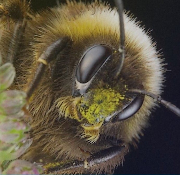 Почему среднерусские пчелы стоят на грани вымирания и как их можно сохранить.(Заключение)