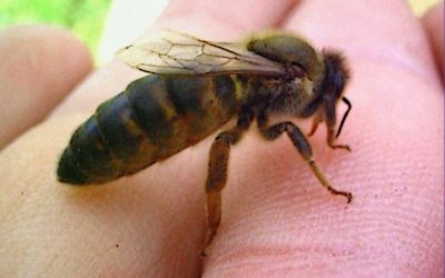 Почему среднерусские пчелы стоят на грани вымирания и как их можно сохранить.