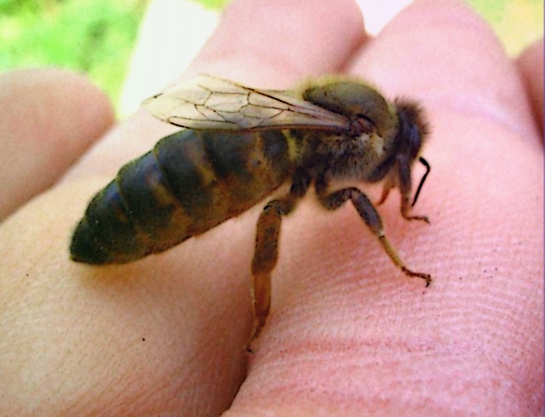 Среднерусская пчела.