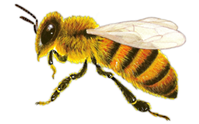 Зачем существуют пчелы: инженеры природы.