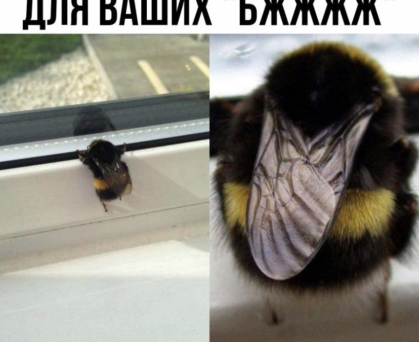 Залетела пчела: Приключение в мире мелочей