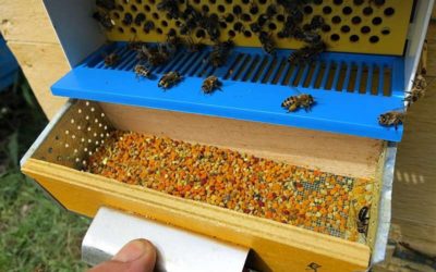 Стоимость Пчёл: Инвестиция в Золото Природы.