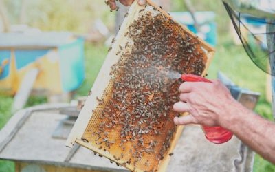 Щавелевая кислота для пчел может помочь в борьбе с клещами.