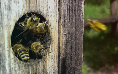 В сети появились способы помочь пчелам.