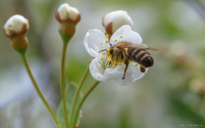 Пчела: Жемчужина природы.Донская пчела.