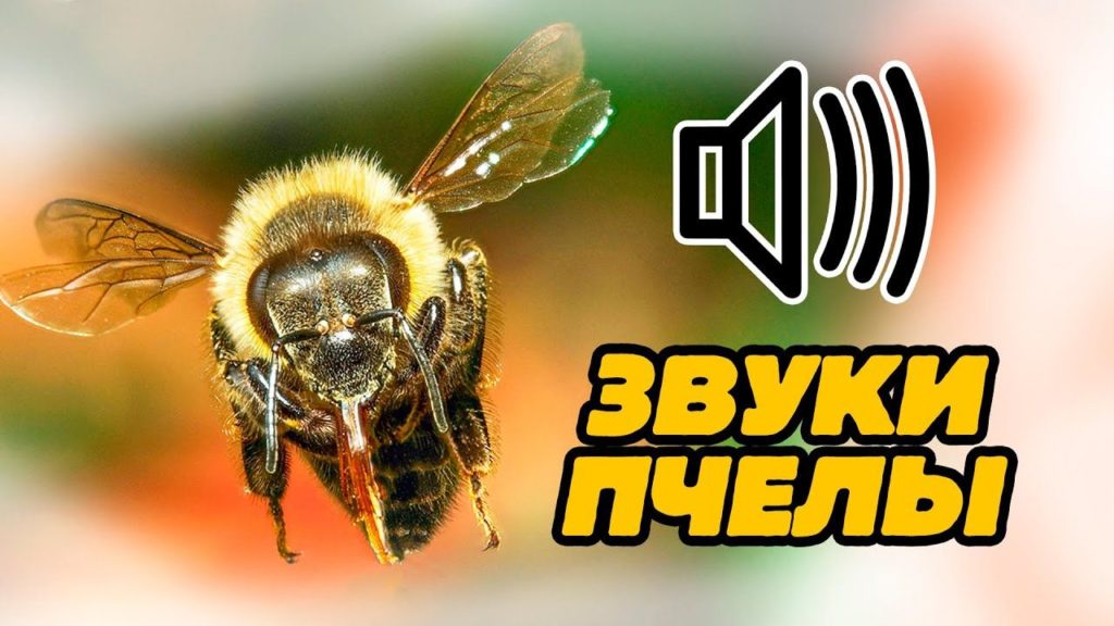 Звуки пчел