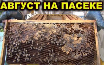 Пасека в августе — 5 основных работ пчеловода.