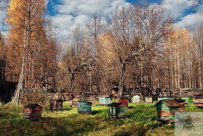 пчелы в сентябре